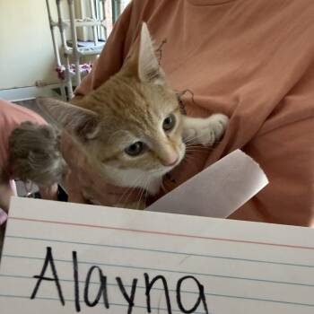 Happy/Alayna -  American Shorthair Cat for Adoption in Pittsburgh, Pennsylvania - Happy/Alayna | PetCurious