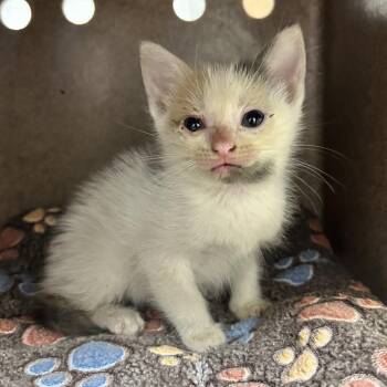 Tooth Fairy -  Domestic Short Hair Cat for Adoption in Abilene, Texas - Tooth Fairy | PetCurious
