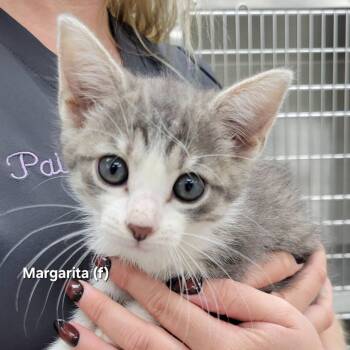 Margarita -  Domestic Short Hair Cat for Adoption in Mazon, Illinois - Margarita | PetCurious