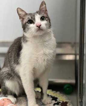 Domestic Short Hair Cats Available for Adoption - Iris / 59944541 | PetCurious