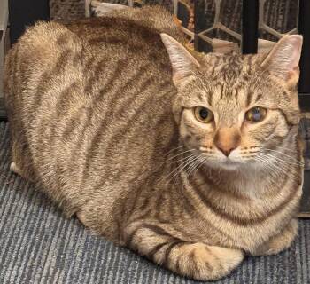 Rescue Tabby Cats for Adoption in Copley, Ohio - Lois | PetCurious