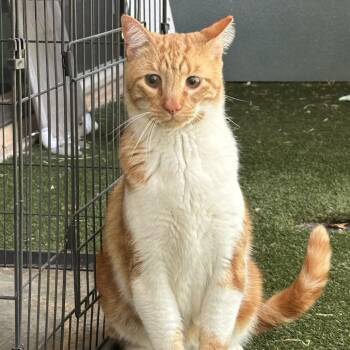 Domestic Short Hair Cats Available for Adoption in Abilene, Texas - Wizard | PetCurious