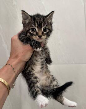 Pipsqueak -  Domestic Short Hair and Tabby Cat for Adoption in New York, New York - Pipsqueak | PetCurious