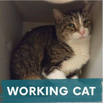 Dasher -  Domestic Short Hair Cat for Adoption in Asheville, North Carolina - Dasher | PetCurious