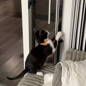 Ravioli -  Domestic Short Hair Cat for Adoption in Las Vegas, Nevada - Ravioli | PetCurious