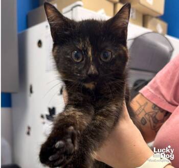 Sparrow -  Domestic Short Hair Cat for Adoption in Washington, District Of Columbia - Sparrow | PetCurious