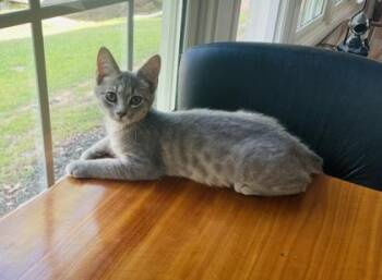 Talley $75 fostered -  Domestic Short Hair Cat for Adoption in Seneca, South Carolina - Talley $75 Fostered | PetCurious