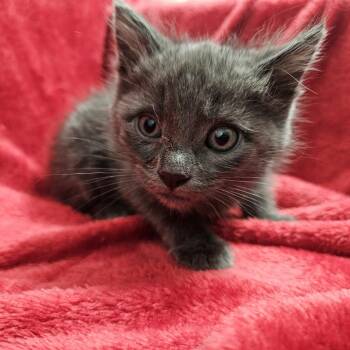 Diego -  Domestic Short Hair Cat for Adoption in Brea, California - Diego | PetCurious