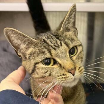 Domestic Short Hair Cats Available for Adoption in Washington, District Of Columbia - Lucky Charms | PetCurious