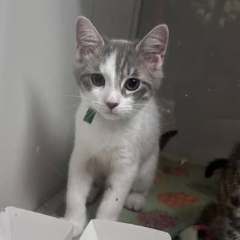 Mallow -  Domestic Short Hair Cat for Adoption in Uniontown, Pennsylvania - Mallow | PetCurious