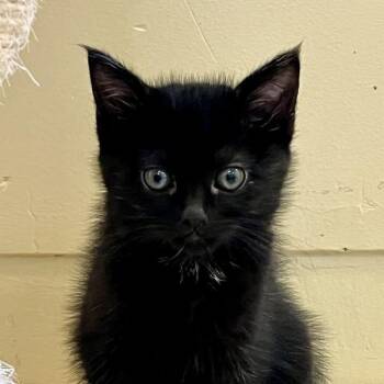 Aisha -  Domestic Medium Hair Cat for Adoption in Walnut Creek, California - Aisha | PetCurious