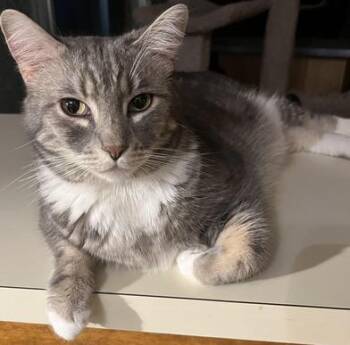 Domestic Medium Hair Cats Available for Adoption - Charles | PetCurious