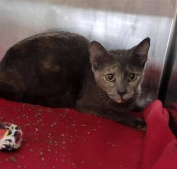 Dori -  Domestic Short Hair Cat for Adoption in Largo, Florida - Dori | PetCurious