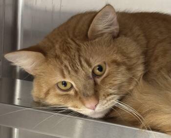 Nacho -  Domestic Medium Hair Cat for Adoption in Marblehead, Massachusetts - Nacho | PetCurious