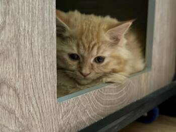 Theo Purra -  Domestic Long Hair and Persian Cat for Adoption in Dallas, Texas - Theo Purra | PetCurious