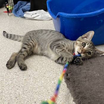 Rescue Domestic Short Hair Cats for Adoption in St. Helena, California - Malcolm | PetCurious