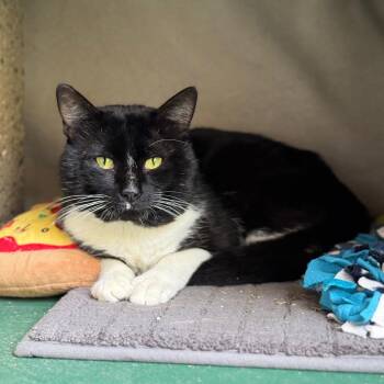Tommy -  Domestic Short Hair Cat for Adoption in Goleta, California - Tommy | PetCurious