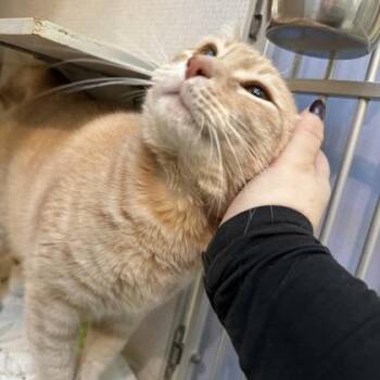 Domestic Short Hair Cats Available for Adoption in Richmond, Virginia - Sim Sim | PetCurious