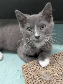 Parker -  Domestic Short Hair Cat for Adoption in Tilton, Illinois - Parker | PetCurious