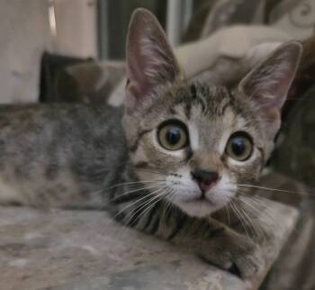 Lily -  Domestic Short Hair Cat for Adoption in Brentwood, California - Lily | PetCurious