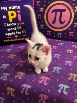 Pi -  Domestic Short Hair Cat for Adoption in Hickory, North Carolina - Pi | PetCurious