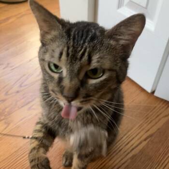 Mirage -  Domestic Short Hair Cat for Adoption in Evanston, Illinois - Mirage | PetCurious