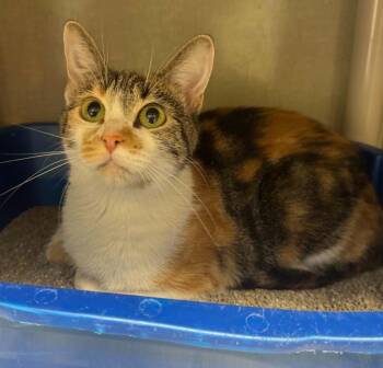 Taylor Swift -  Domestic Short Hair Cat for Adoption in Marion, Ohio - Taylor Swift | PetCurious