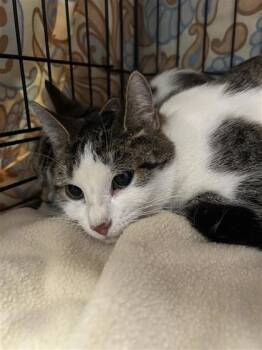 Gorica (violet) -  Domestic Short Hair Cat for Adoption in Montreal, Quebec - Gorica (violet) | PetCurious