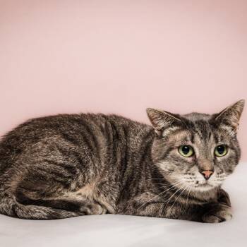 Rescue Extra Toes Cat Hemingway Polydactyl Cats for Adoption in Columbia, Missouri - Paws Momma | PetCurious