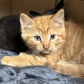 ELEMENTARY -  Domestic Short Hair Cat for Adoption in Dedham, Massachusetts - ELEMENTARY | PetCurious