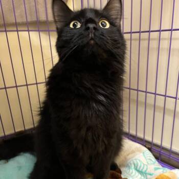 Wren -  Domestic Medium Hair Cat for Adoption in Bedford, New Hampshire - Wren | PetCurious