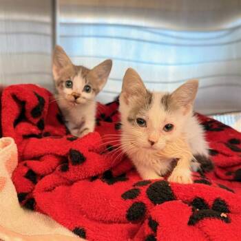 THELMA -  Domestic Short Hair Cat for Adoption in Tustin, California - THELMA | PetCurious