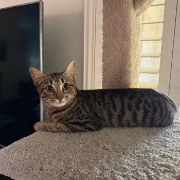 Millie -  Domestic Short Hair Cat for Adoption in League City, Texas - Millie | PetCurious