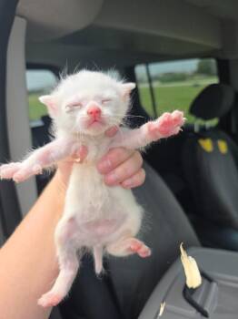 Luna Lovegood -  Domestic Short Hair Cat for Adoption in Rockport, Texas - Luna Lovegood | PetCurious