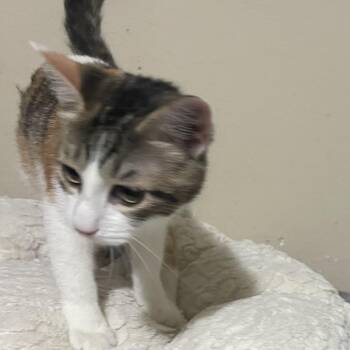 Lara -  Domestic Short Hair Cat for Adoption in Liverpool, Texas - Lara | PetCurious