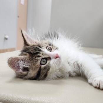 Domestic Medium Hair Cats Available for Adoption - Clarice | PetCurious