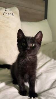 CHO CHANG -  Domestic Short Hair Cat for Adoption in Beaumont, California - CHO CHANG | PetCurious