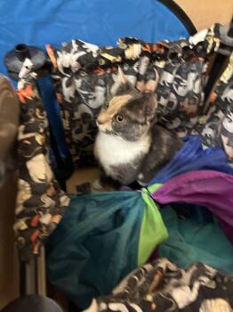 Delilah - Petsmart -  Domestic Short Hair Cat for Adoption in Kalamazoo, Michigan - Delilah - Petsmart | PetCurious