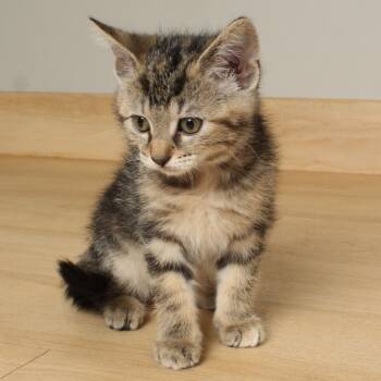 Rescue Domestic Short Hair Cats for Adoption in Minnetonka, Minnesota - Drizzle C66539 | PetCurious