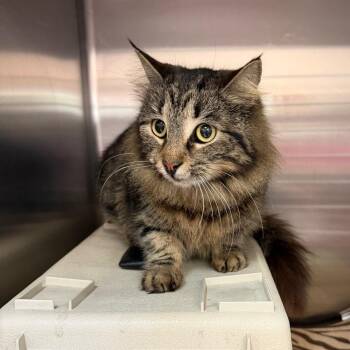 Domestic Medium Hair Cats Available for Adoption - Moxie | PetCurious