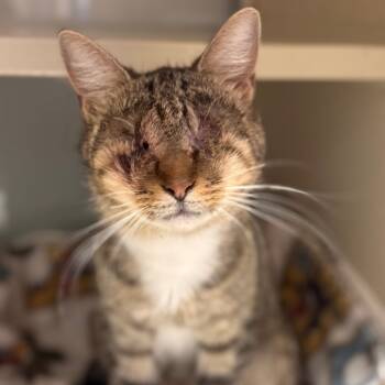 Rescue Domestic Short Hair Cats for Adoption in Cumming, Georgia - Binky | PetCurious