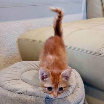 Where in the World is Carmen Sandiego -  American Shorthair Cat for Adoption in Boerne, Texas - Where In The World Is Carmen Sandiego | PetCurious