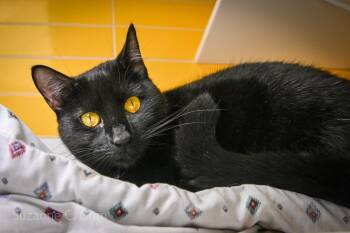 Jemma -  Domestic Short Hair Cat Available for Adoption in Elmwood, Louisiana - Jemma | PetCurious