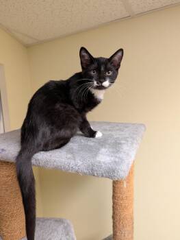 Katie -  Domestic Short Hair Cat for Adoption in Millcreek, Utah - Katie | PetCurious