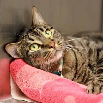 Lulu -  Domestic Short Hair Cat for Adoption in Atlanta, Georgia - Lulu | PetCurious