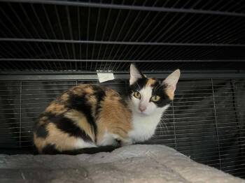 Olive -  Domestic Short Hair Cat for Adoption in Littlestown, Pennsylvania - Olive | PetCurious