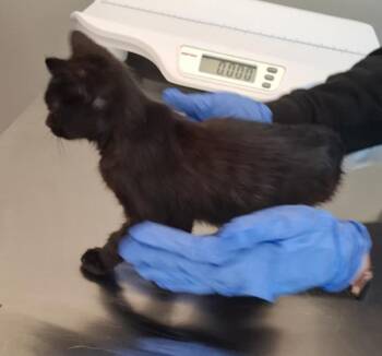 Sf-17 Havarti -  Domestic Short Hair Cat for Adoption in Lawrenceville, Georgia - Sf-17 Havarti | PetCurious