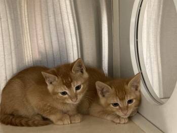 Domestic Short Hair Cats Available for Adoption in Tustin, California - TITAN | PetCurious