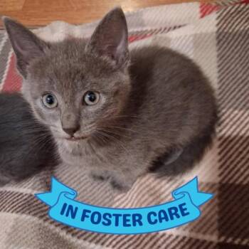 TINKERBELL -  Domestic Short Hair Cat for Adoption in Tallahassee, Florida - TINKERBELL | PetCurious