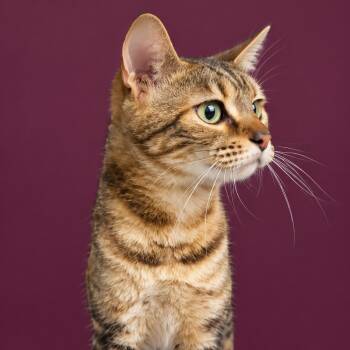 Lorelai -  Domestic Short Hair Cat for Adoption in Concord, North Carolina - Lorelai | PetCurious